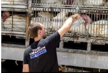 דוידי בפעולת חסימה של משחטת תרנגולות בשנת 2015. צילום: רועי שפרניק